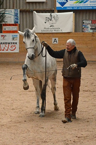 192_Lusitano_k